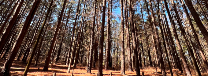 "Atlanta State Park, TX"